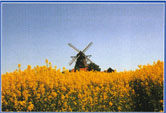 Rapsfeld mit Windmühle Schonen
